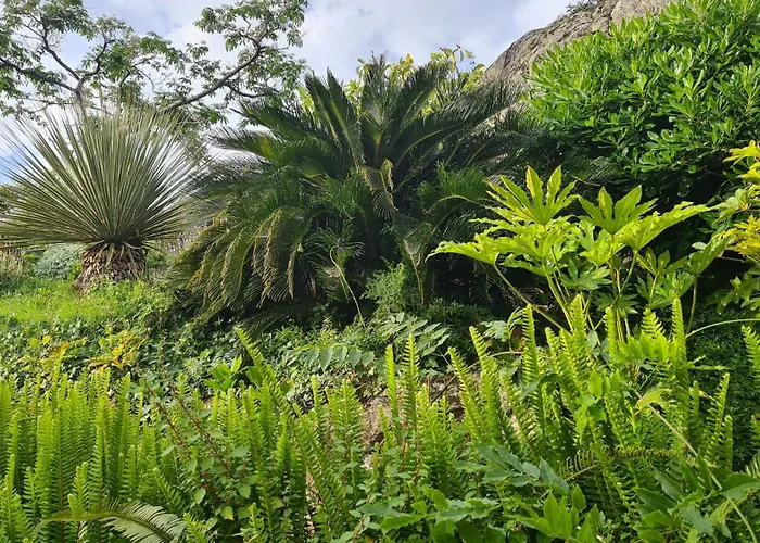 Palmier Daire Corbara